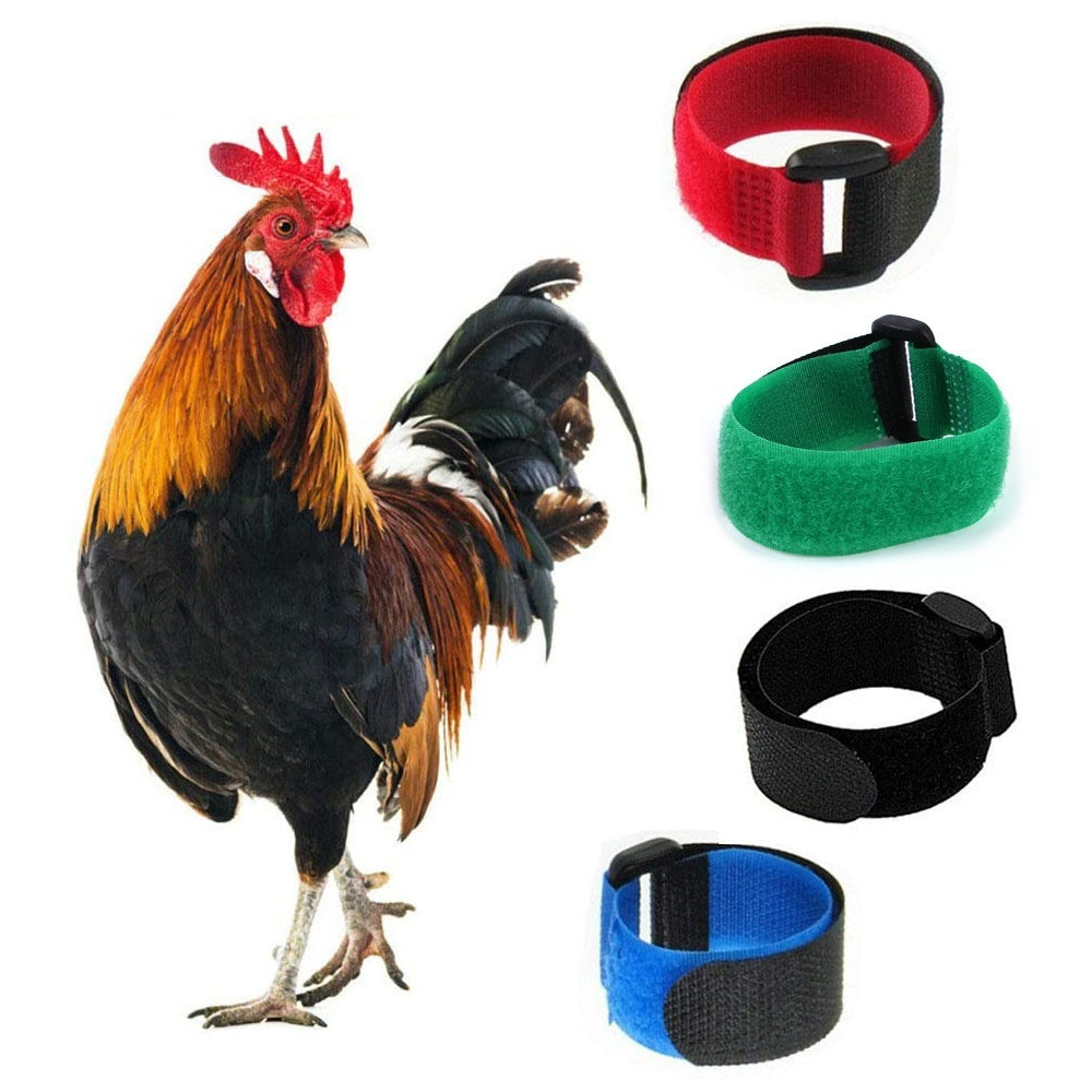 Pet Chicken Collar 2-pack Anti-cock Ringing No Hook Knot Neck Band Christmas Collar