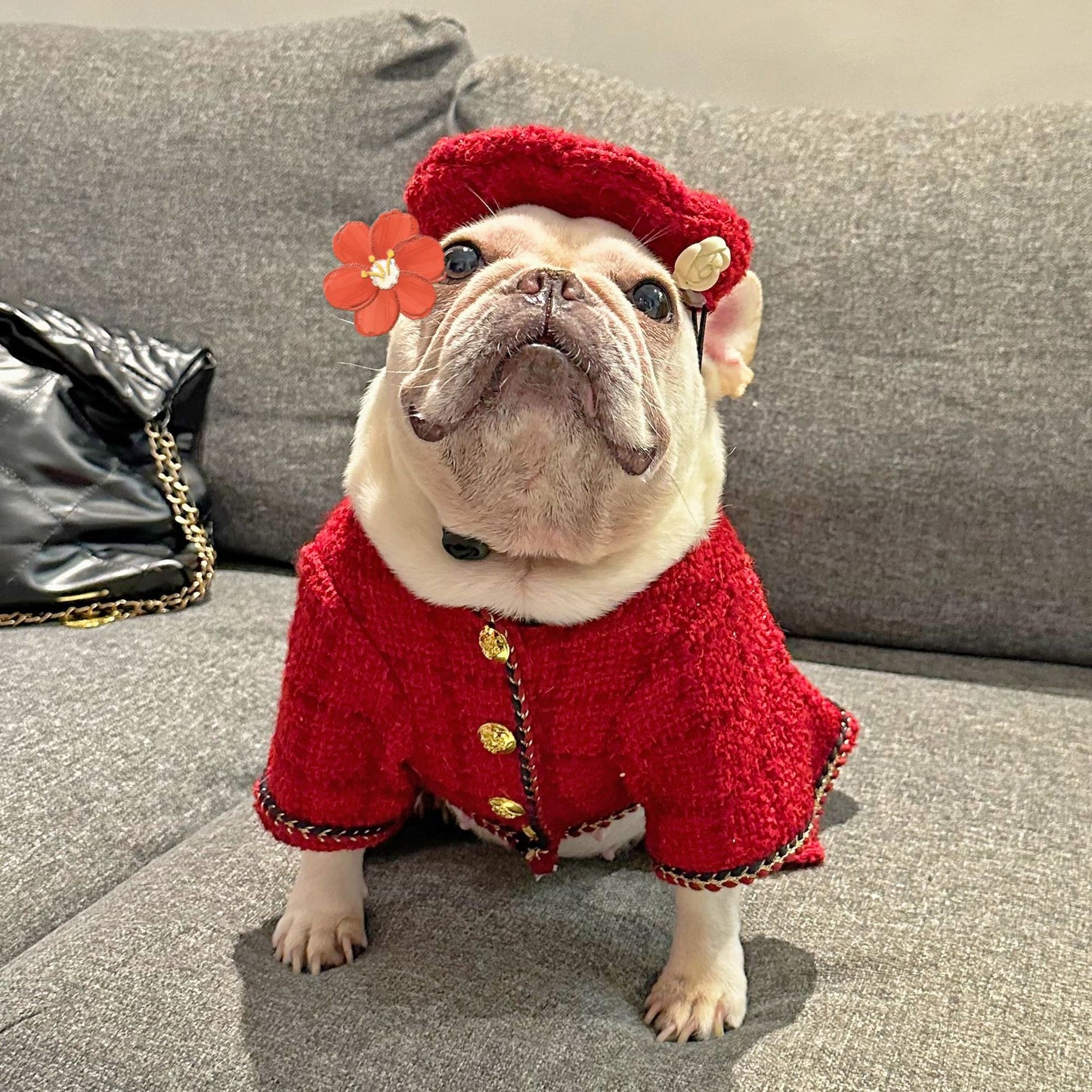 Pet Trendy Brand Popular Clothing