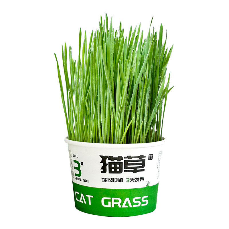 Lazy Cat Grass Canned Hydroponic Soilless Depilation Ball Digestive Snacks